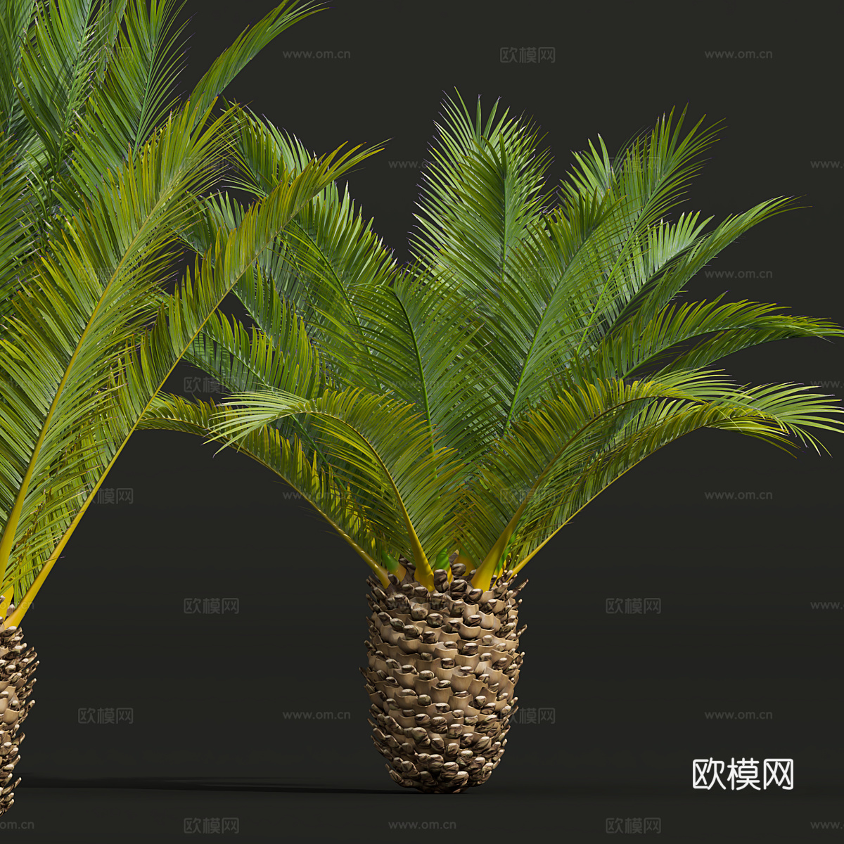 棕榈树3d模型