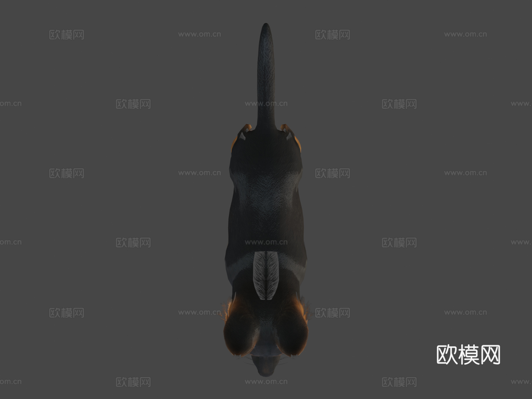 幼犬-牧羊犬3d模型