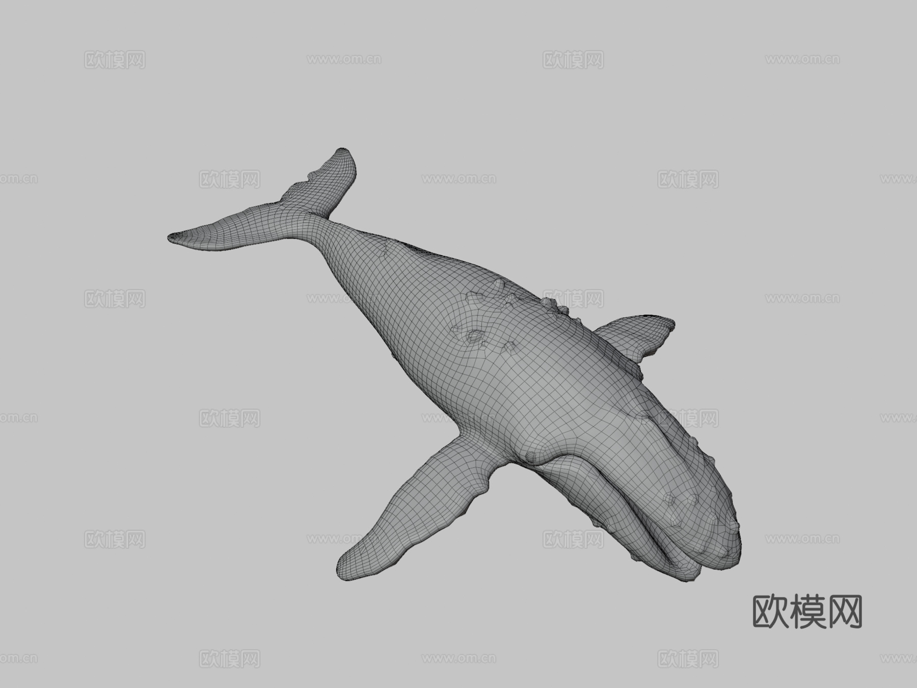 座头鲸3d模型