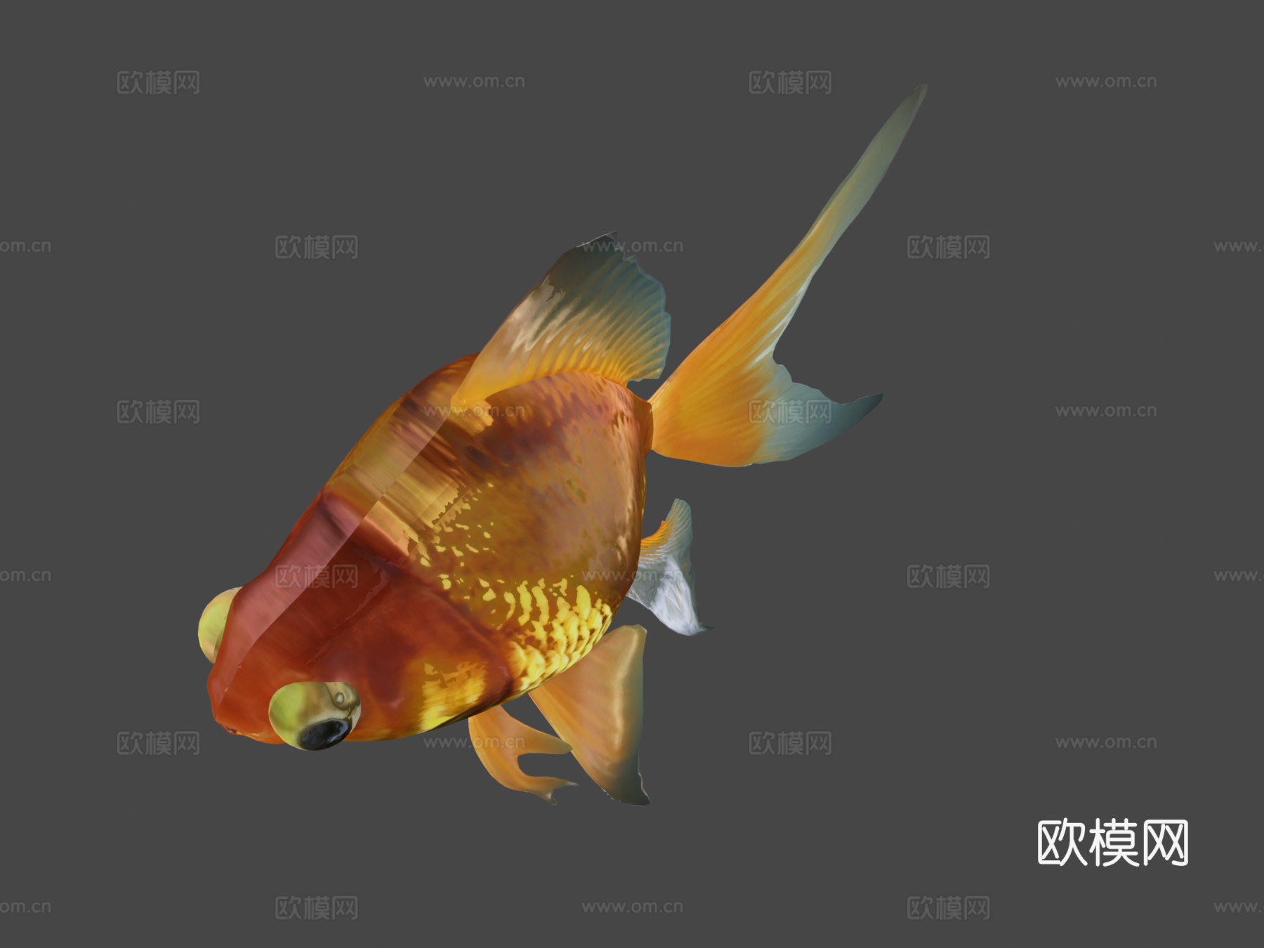 金鱼3d模型