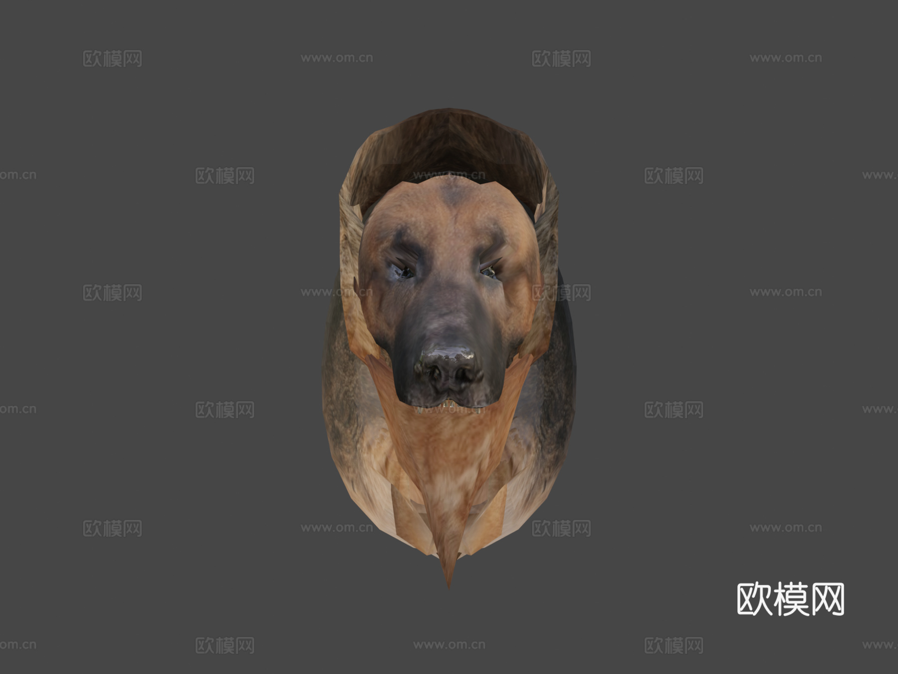 动物界-德国牧羊犬3d模型