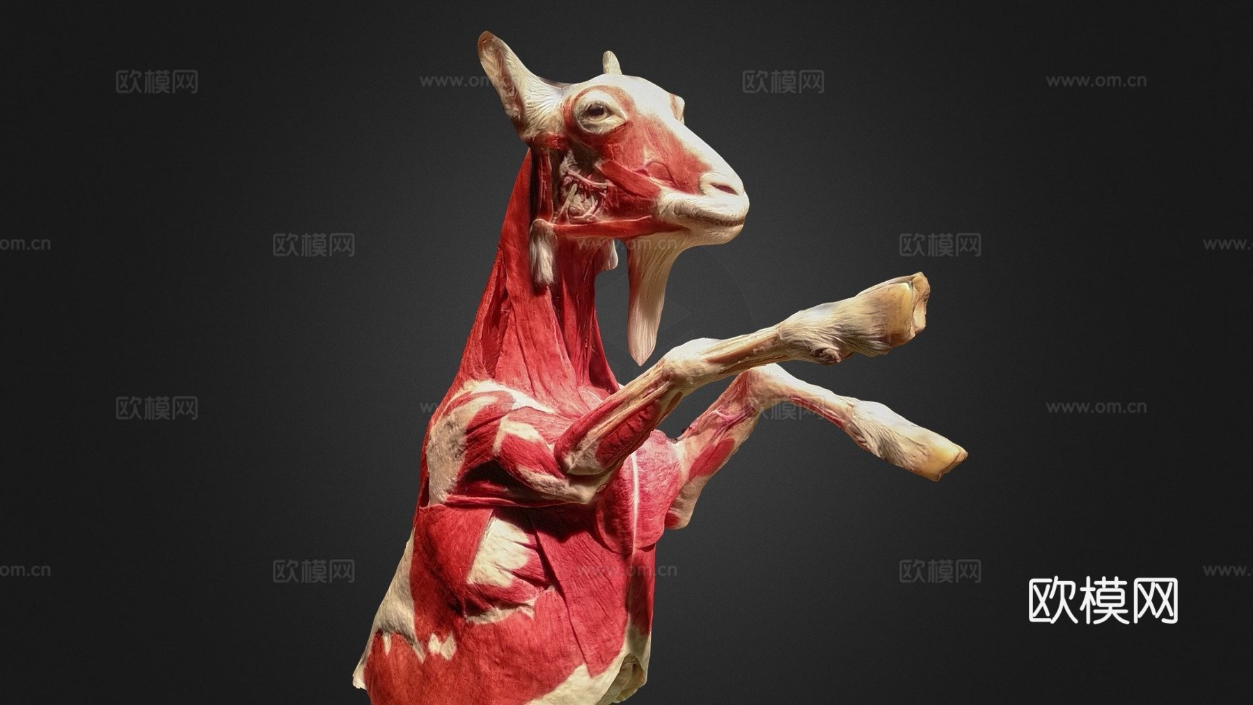 小山羊-肌肉3d模型