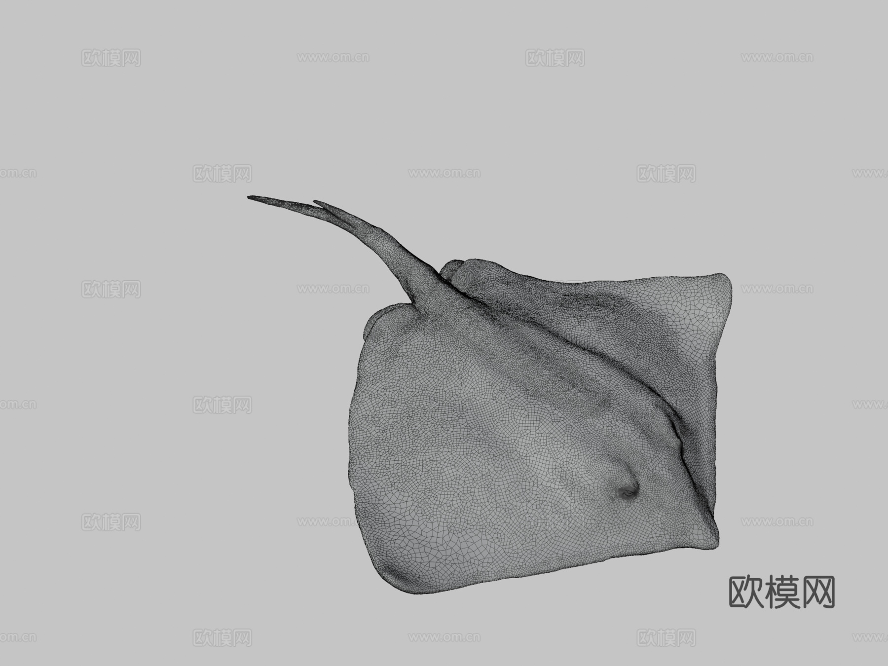 普通黄貂鱼3d模型