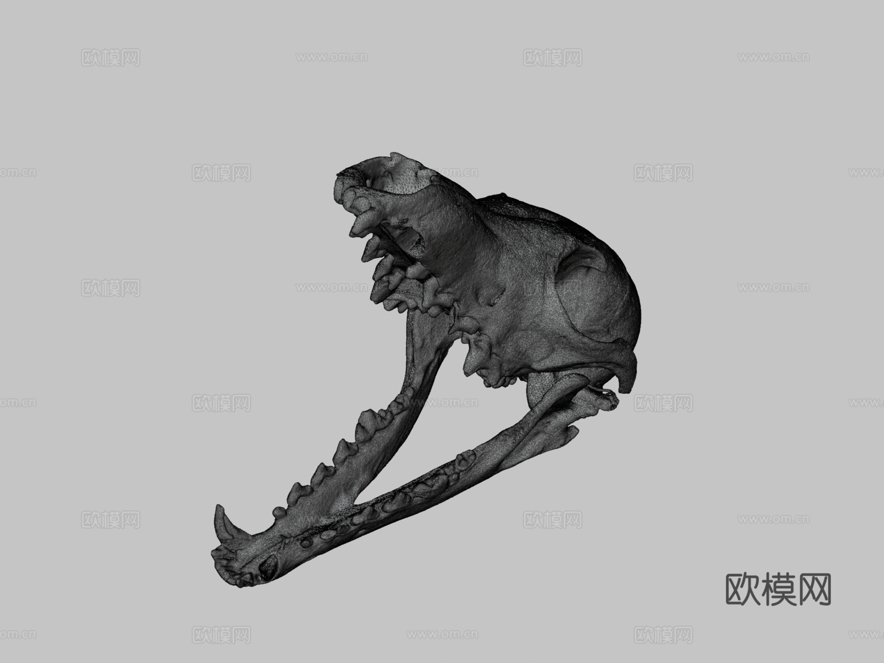 灰狐头骨3d模型