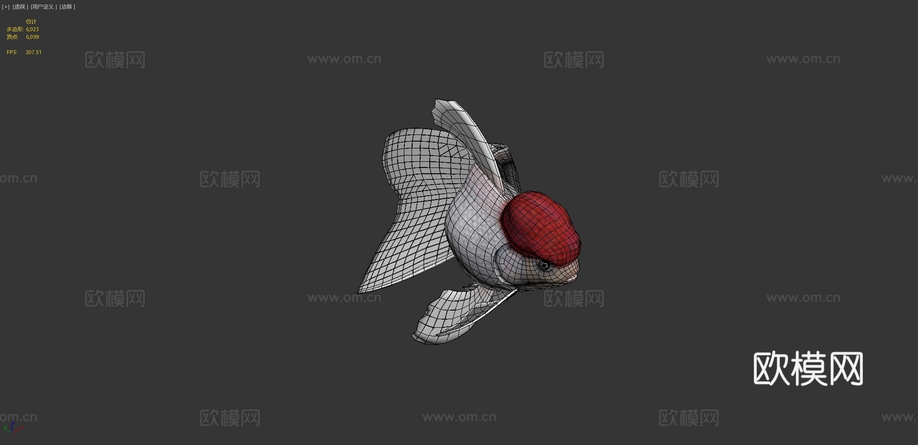红帽兰寿金鱼3d模型