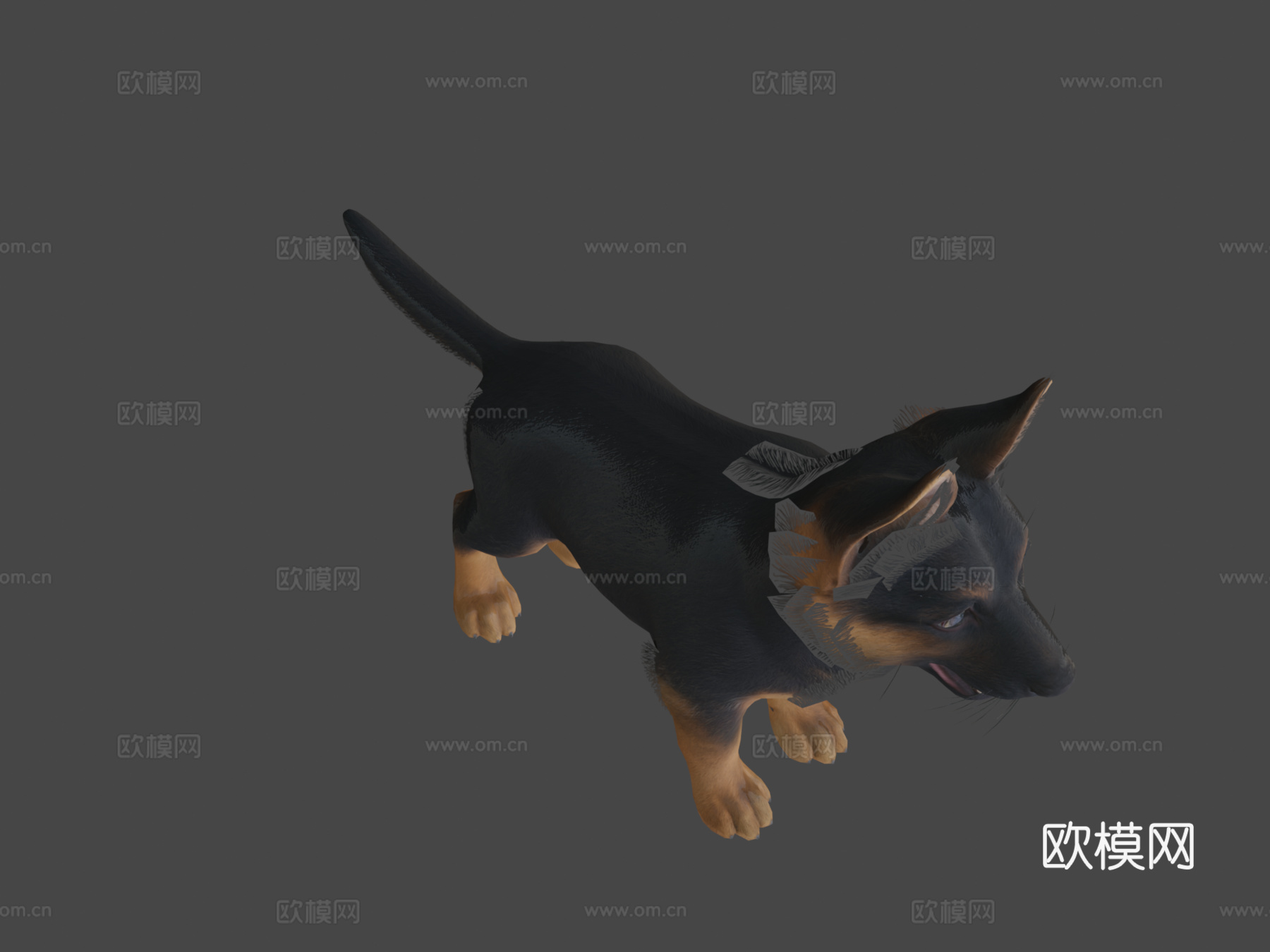 幼犬-牧羊犬3d模型