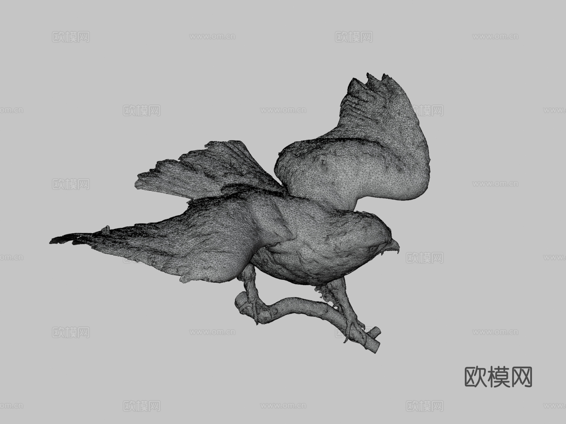 毛腿鵟3d模型