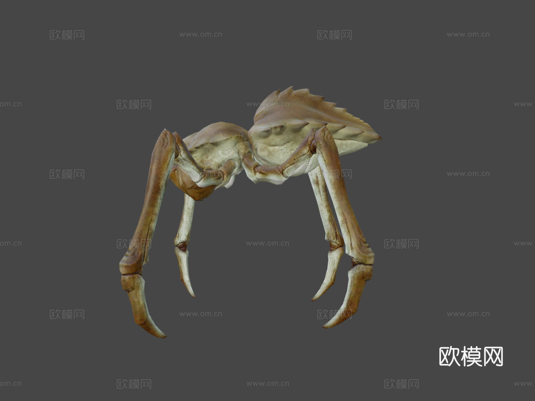 ARACK动画3d模型