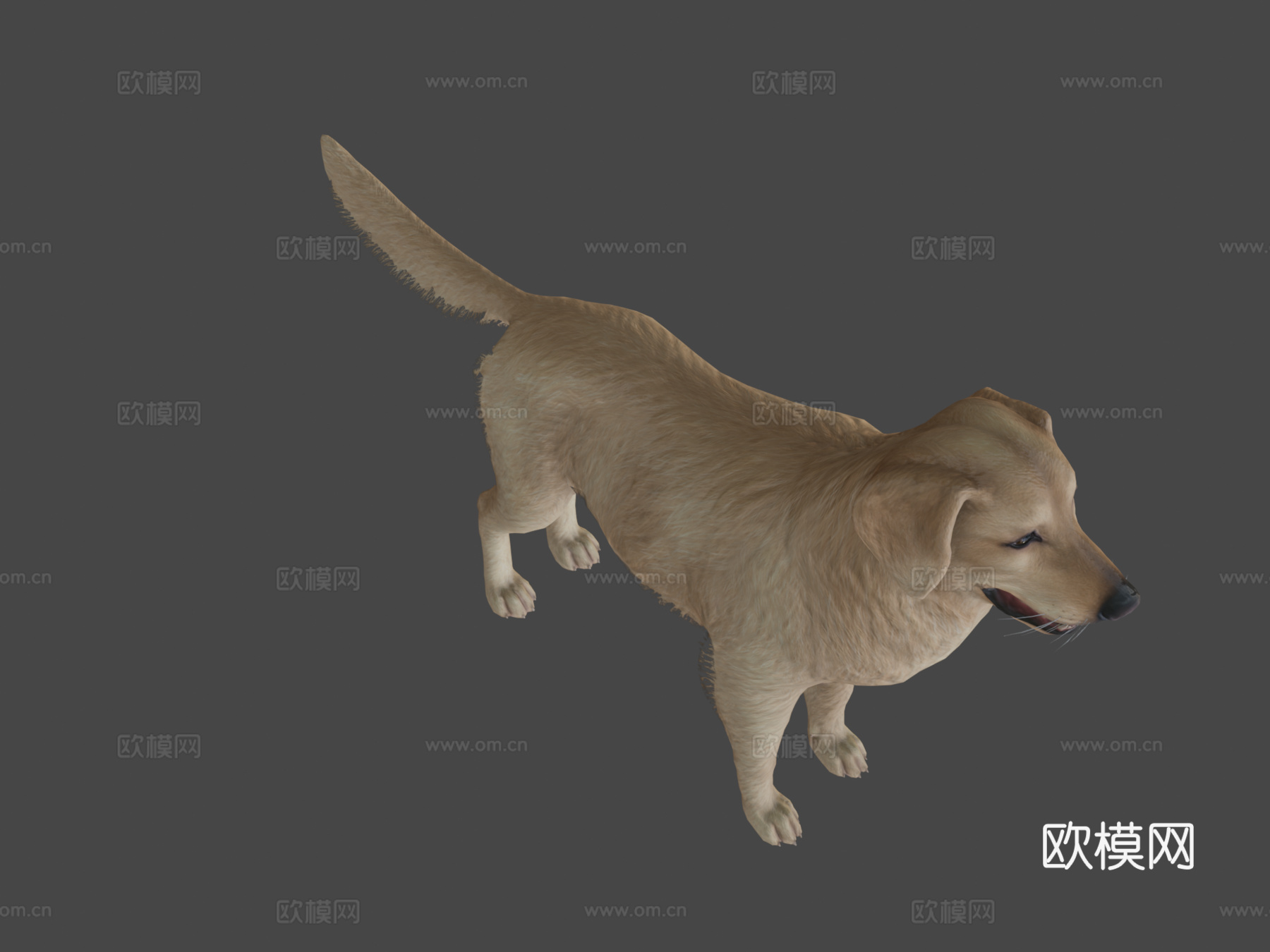 狗-金毛寻回犬v23d模型