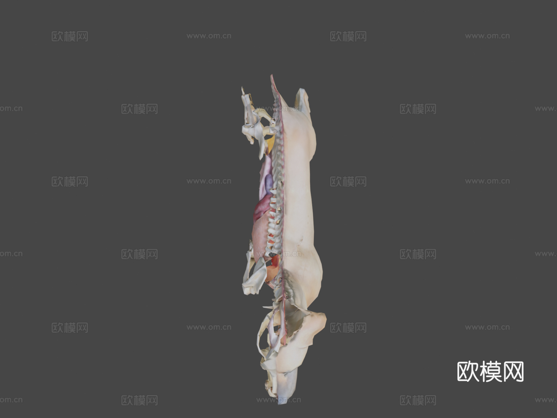 狗解剖13d模型3d模型