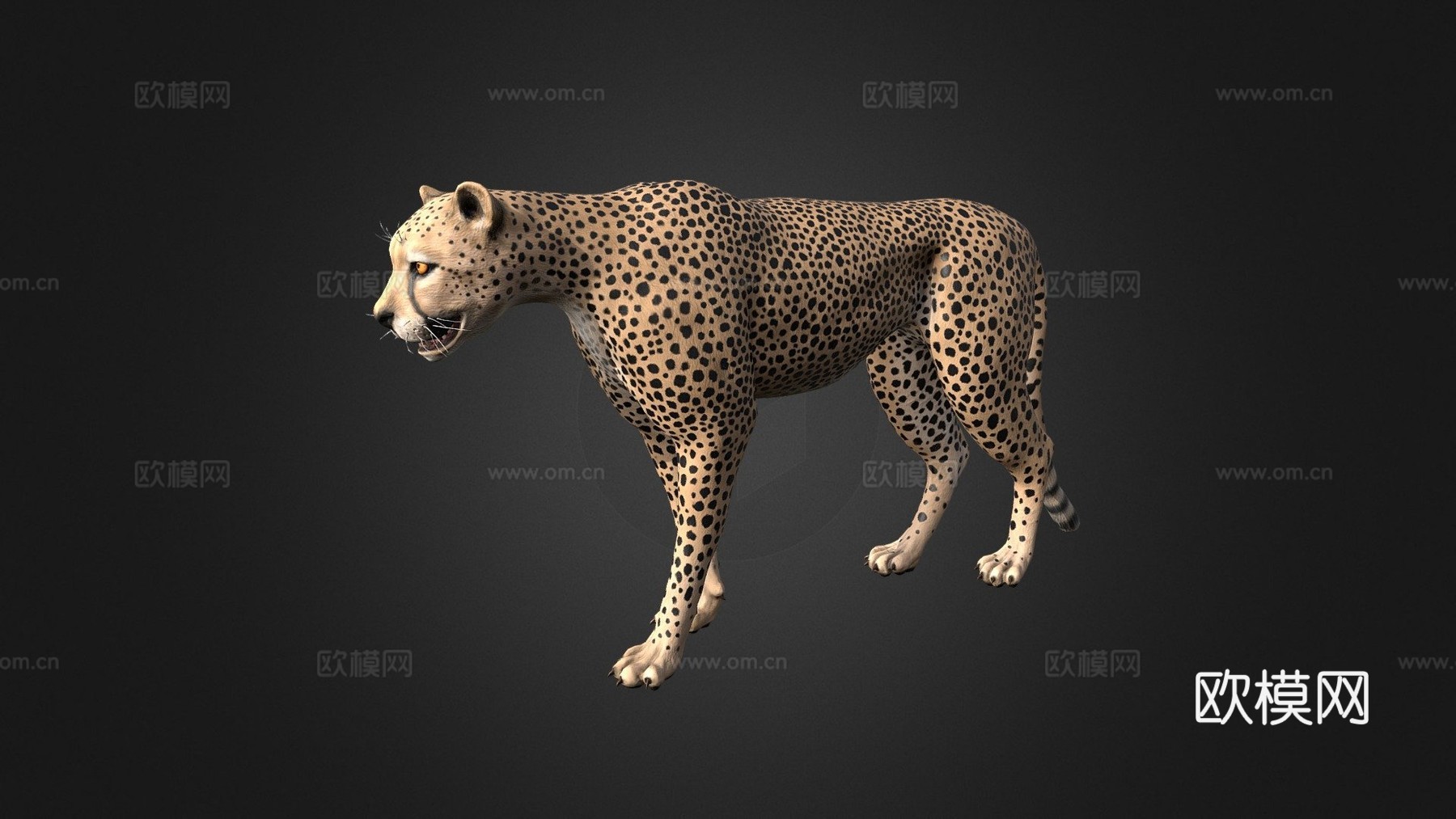 猎豹3d模型