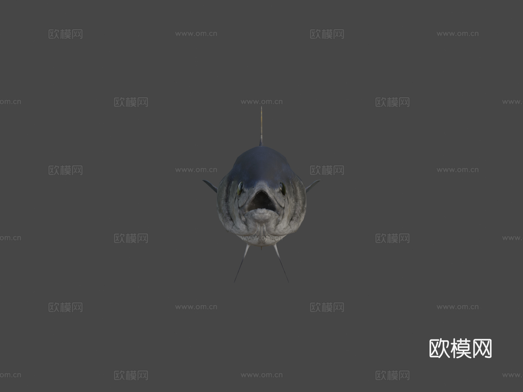 蓝鳍金枪鱼3d模型