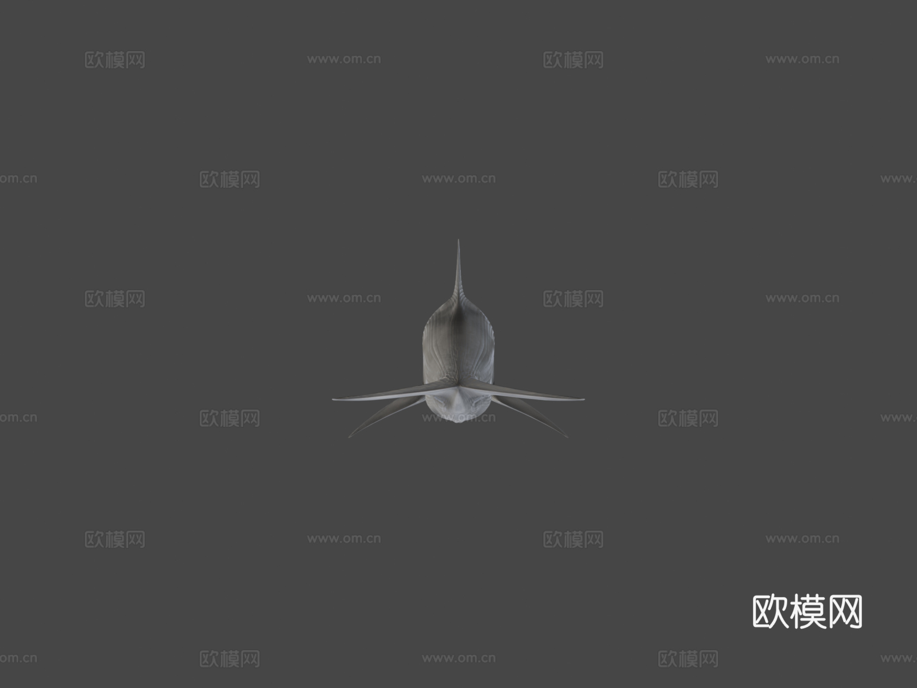 宽吻海豚3d模型