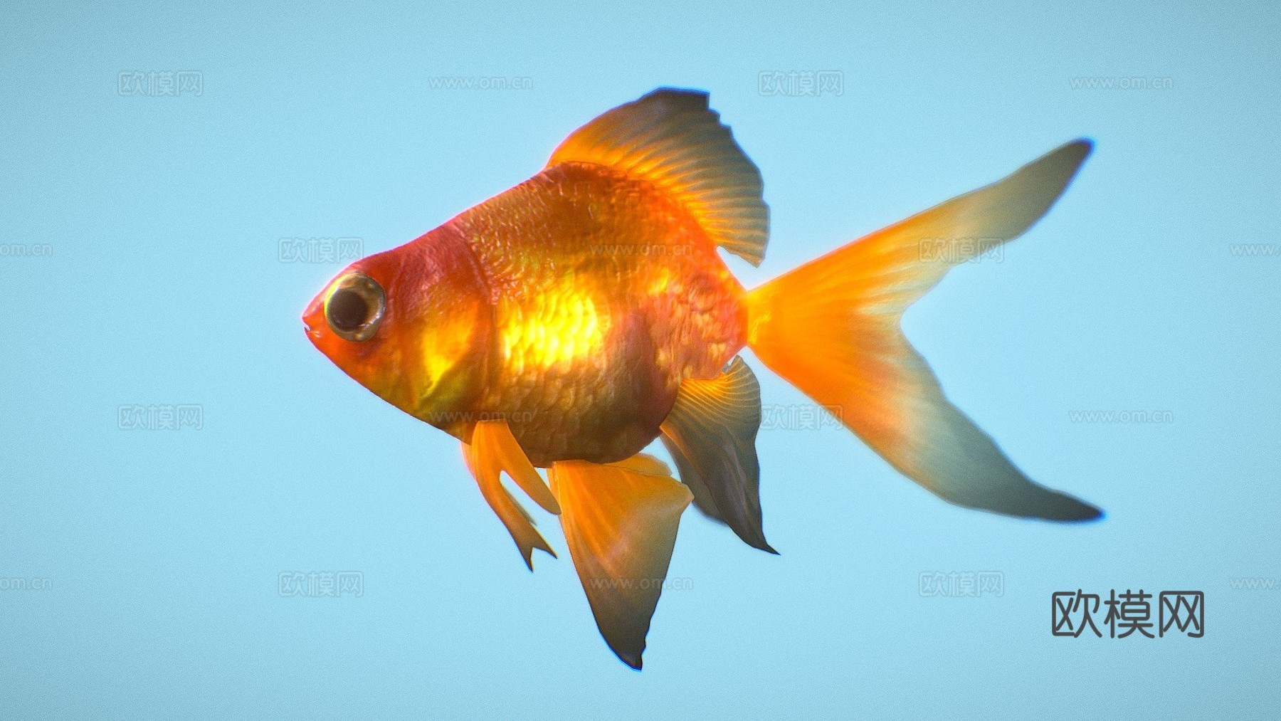 金鱼3d模型
