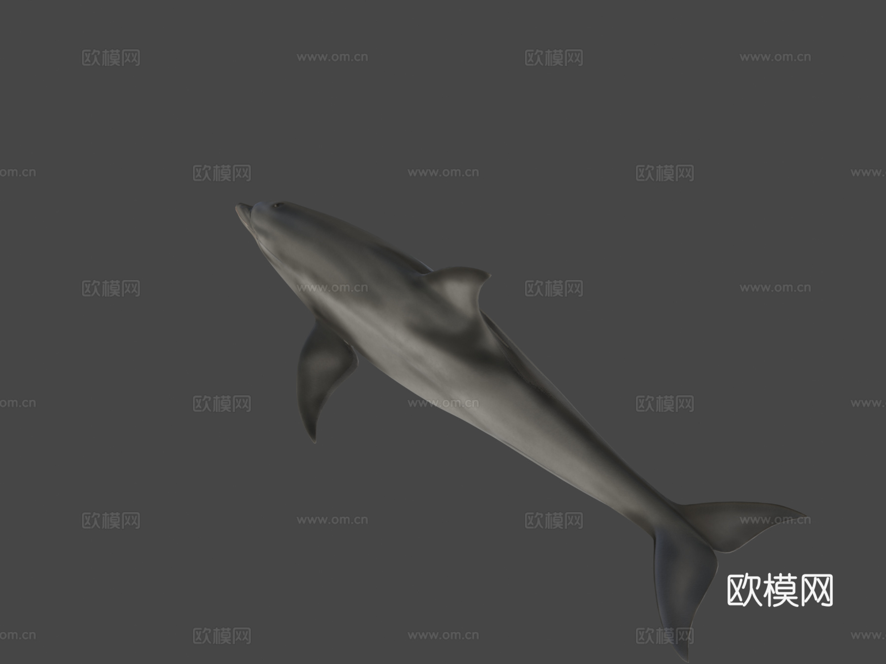 宽吻海豚3d模型