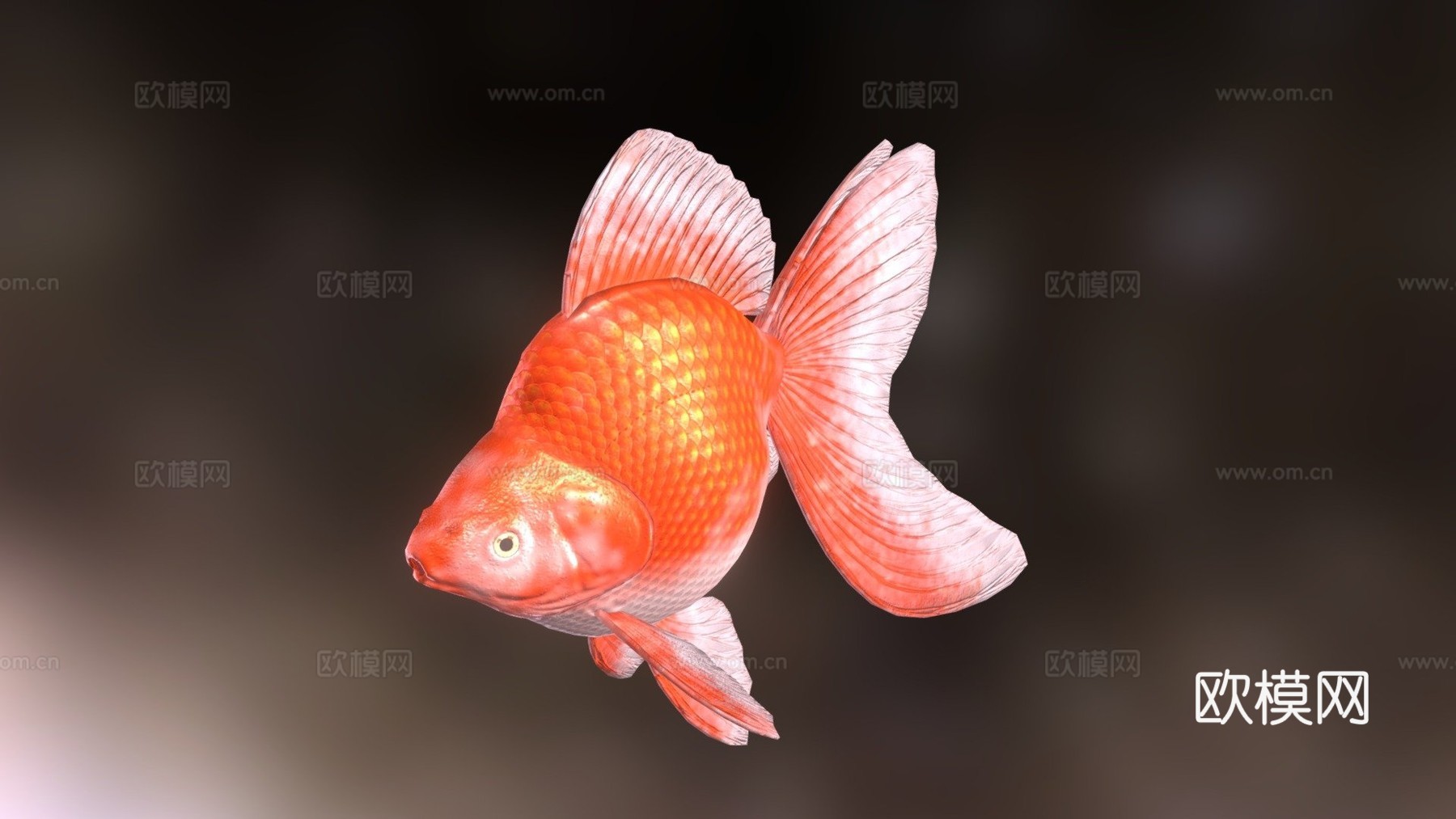 琉金金鱼3d模型