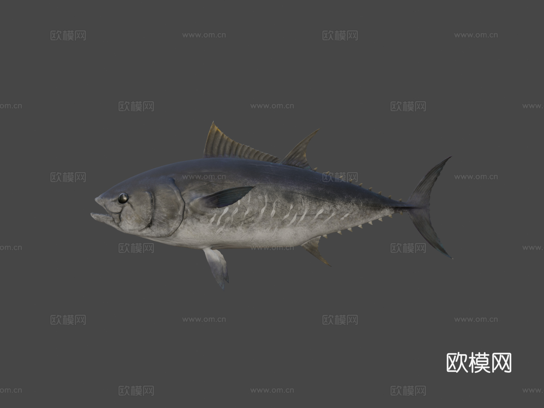 蓝鳍金枪鱼3d模型