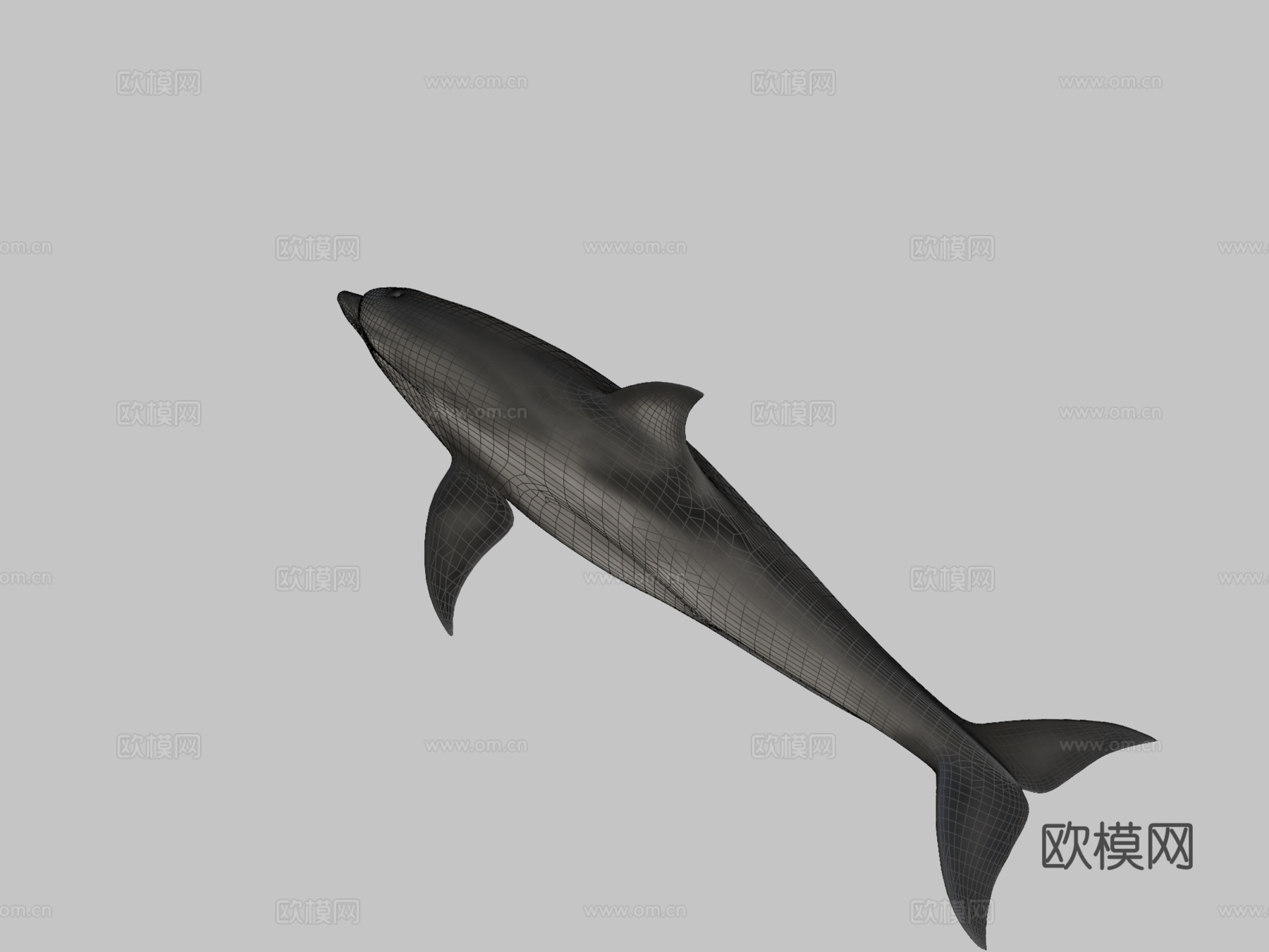 宽吻海豚3d模型