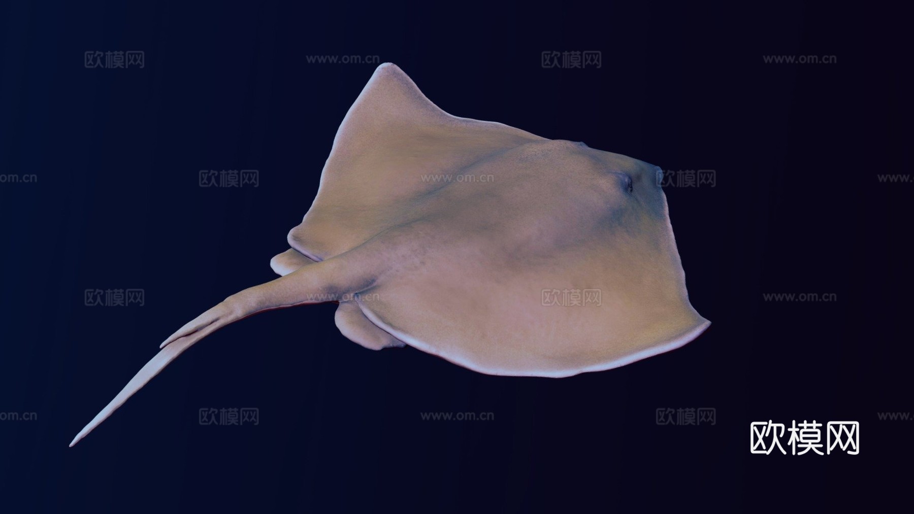 普通黄貂鱼3d模型