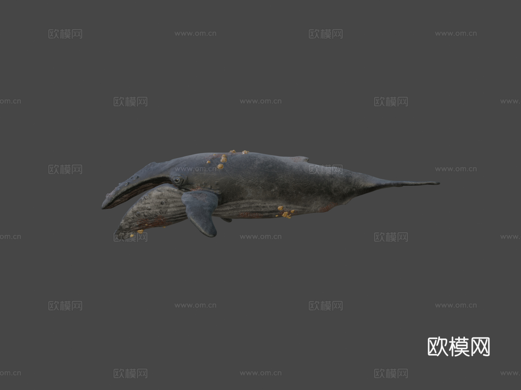 座头鲸3d模型