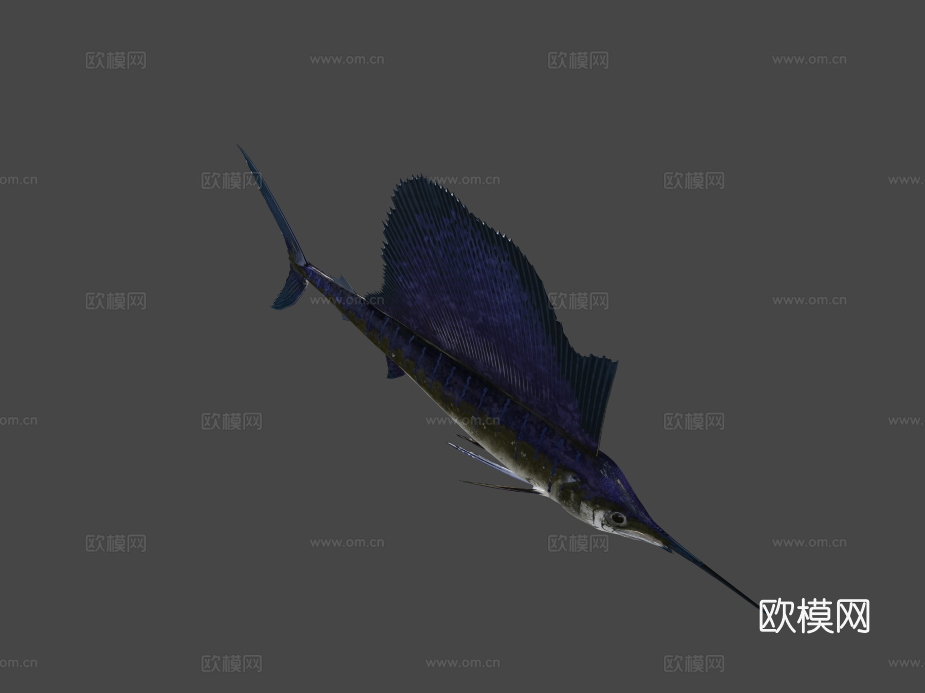 印度太平洋旗鱼3d模型