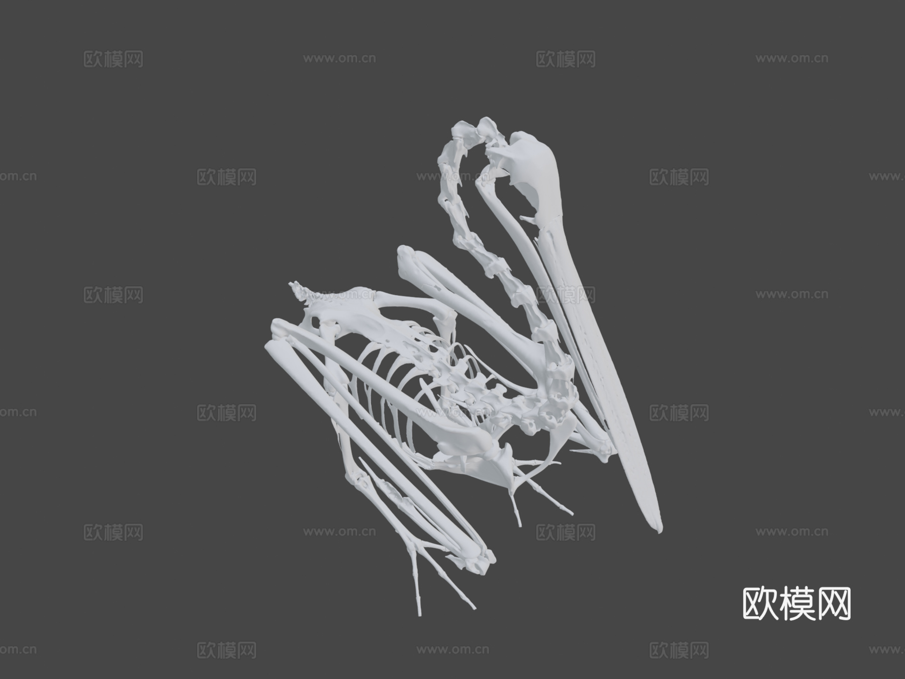 IMNH R-1901白鹈鹕3d模型