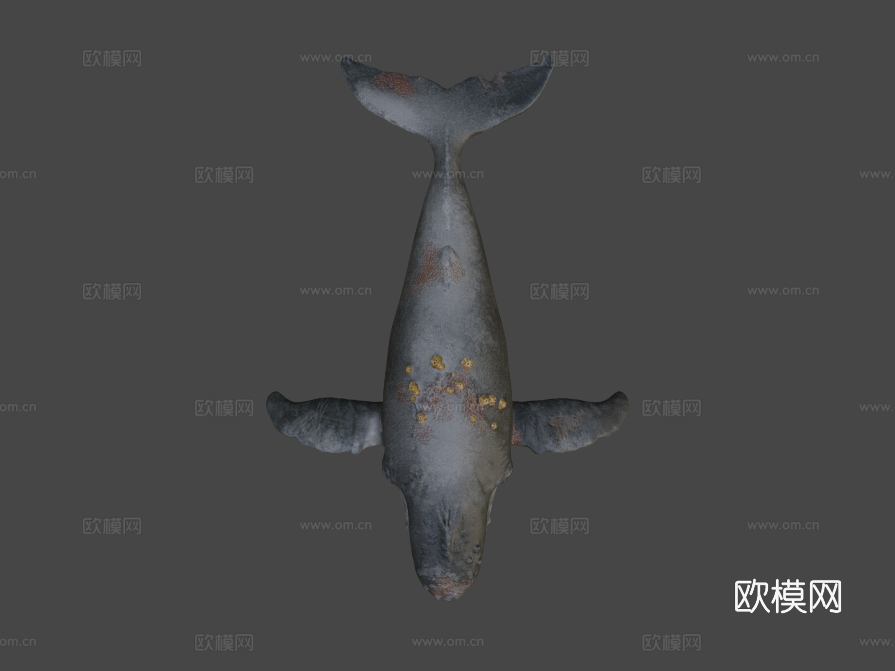 座头鲸3d模型