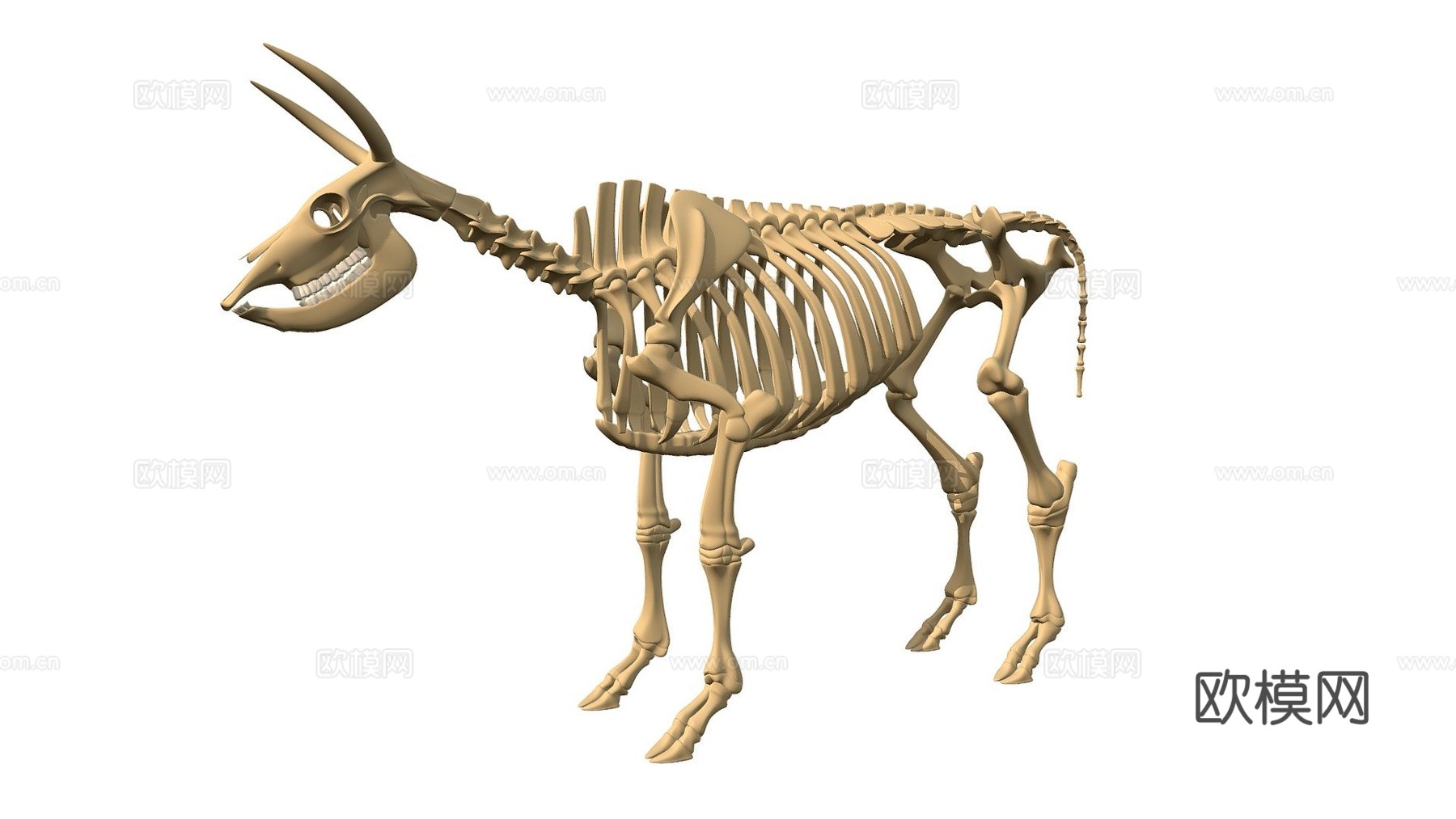 牛骨架3d模型