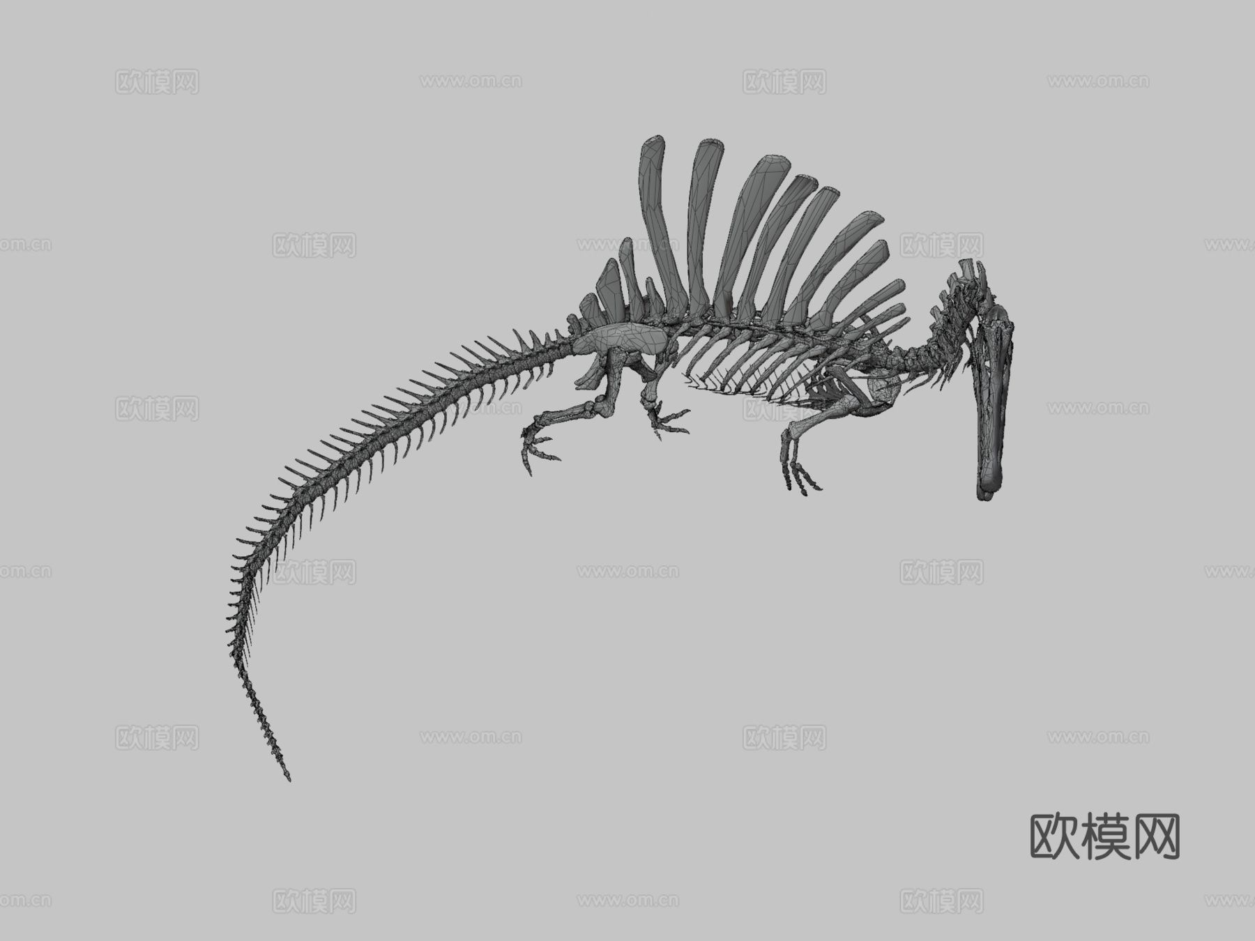 埃及棘龙骨骼3d模型