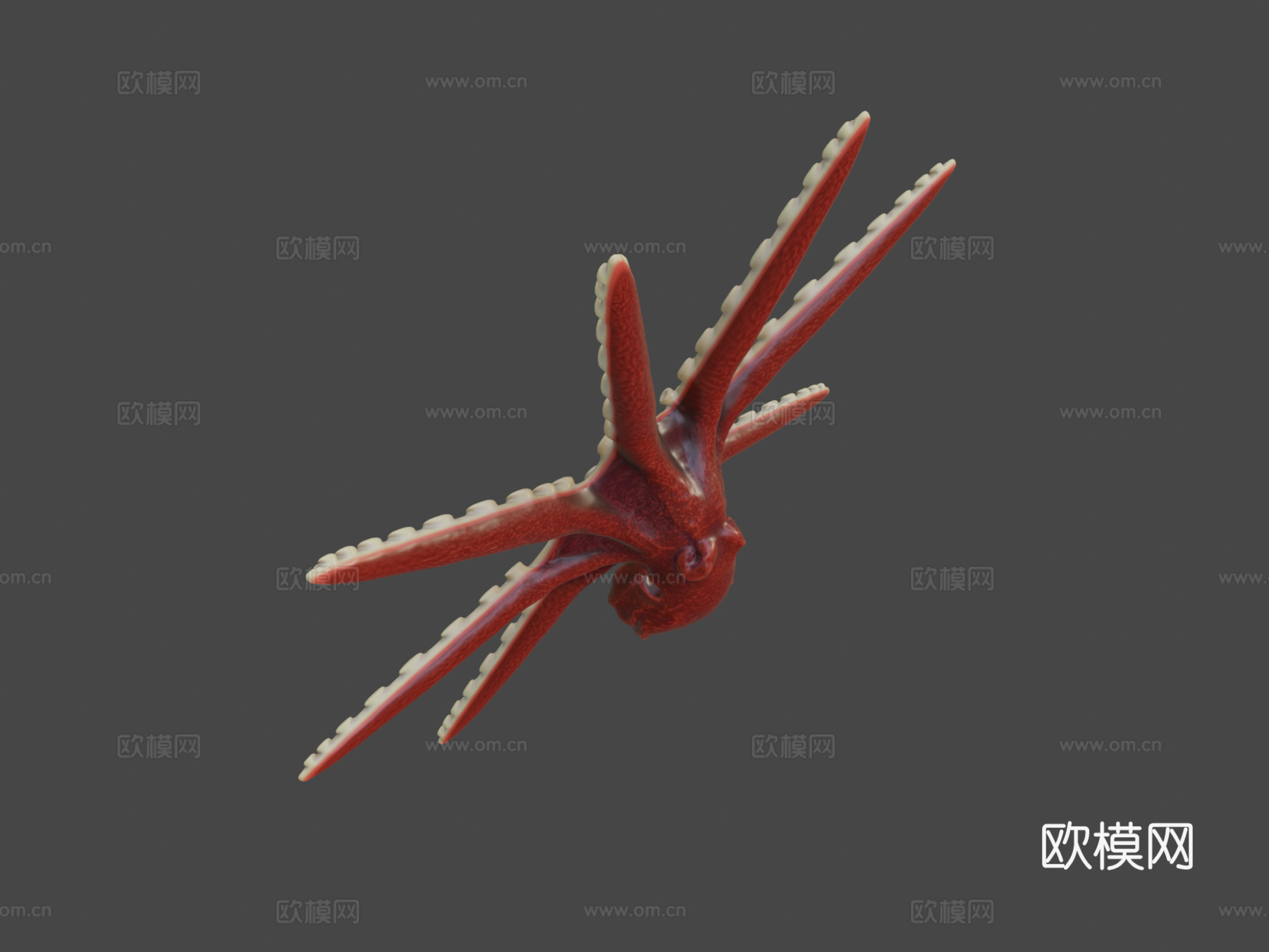 章鱼3d模型