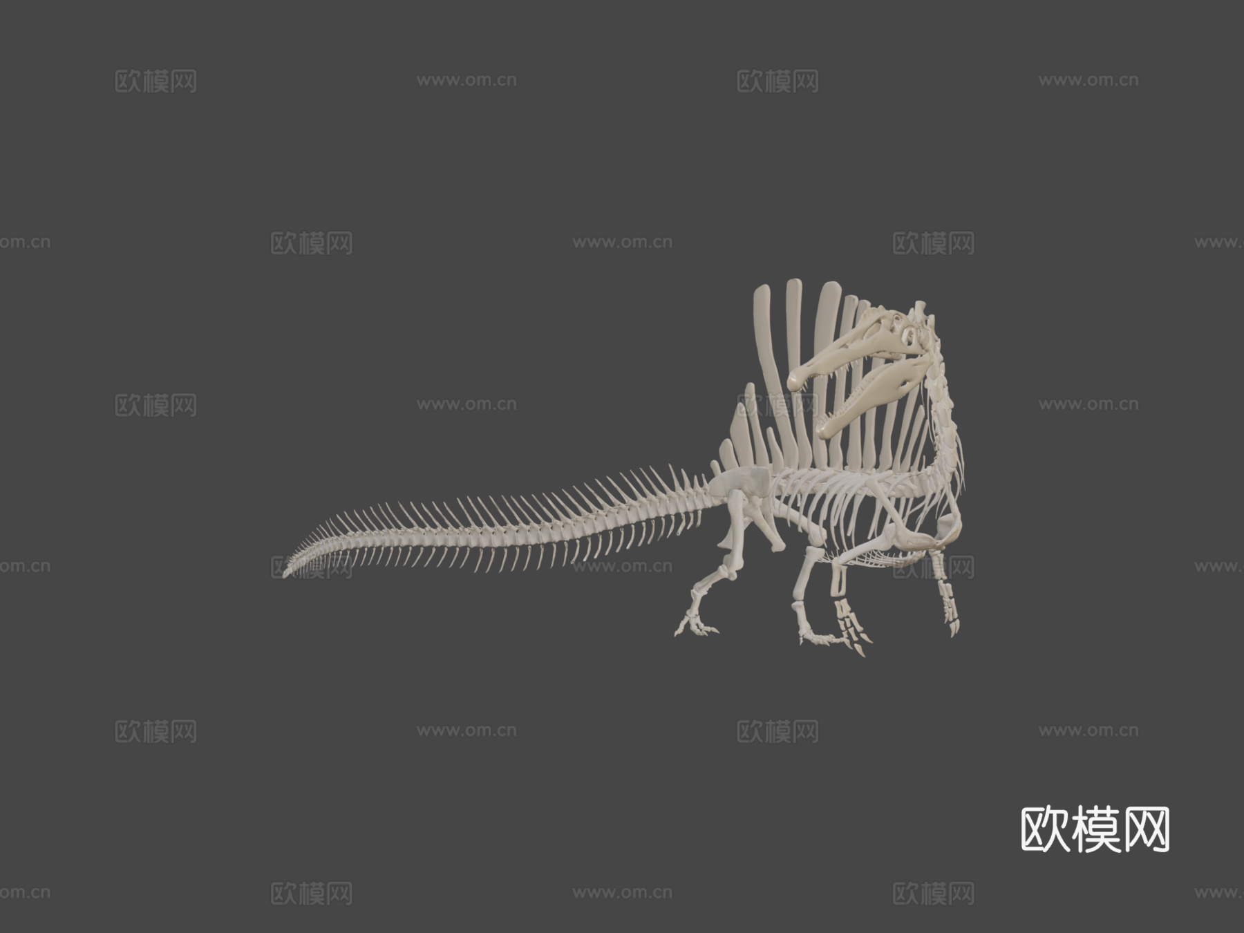 埃及棘龙骨骼3d模型