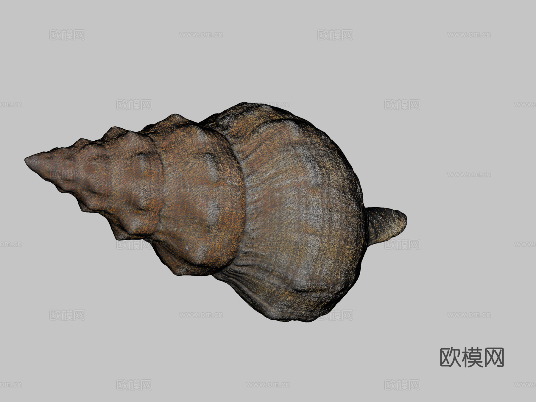 丝状马螺3d模型