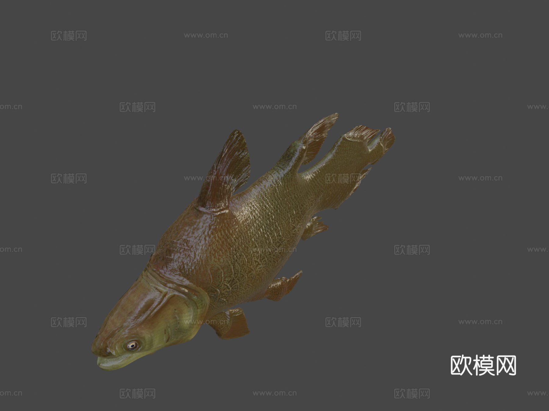 莫索尼鱼3d模型