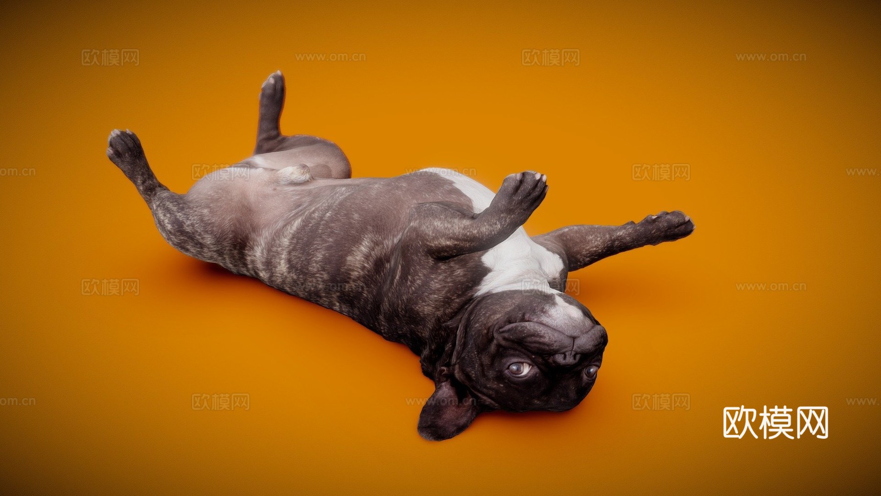 狗B-113-斗牛犬3d模型