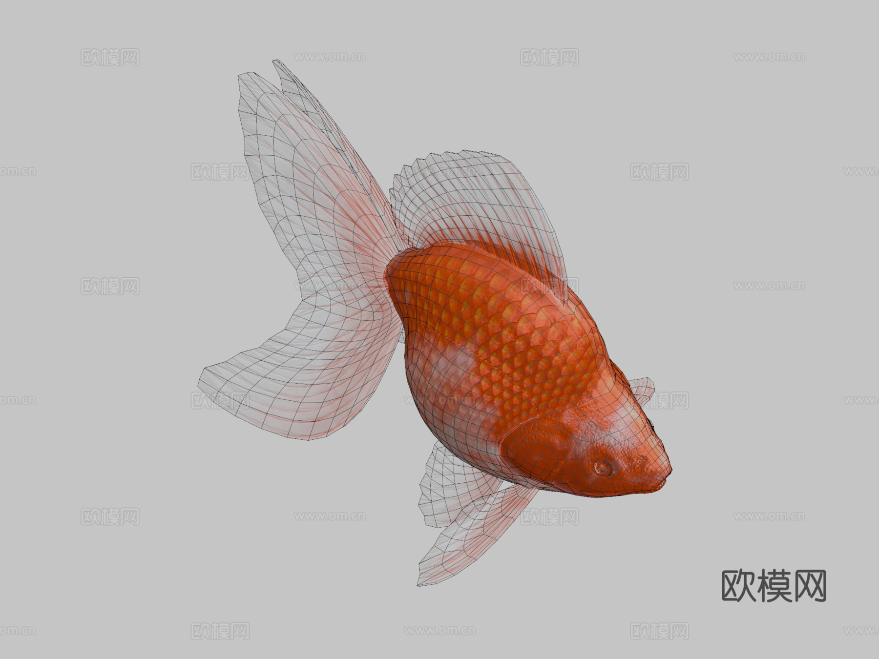琉金金鱼3d模型