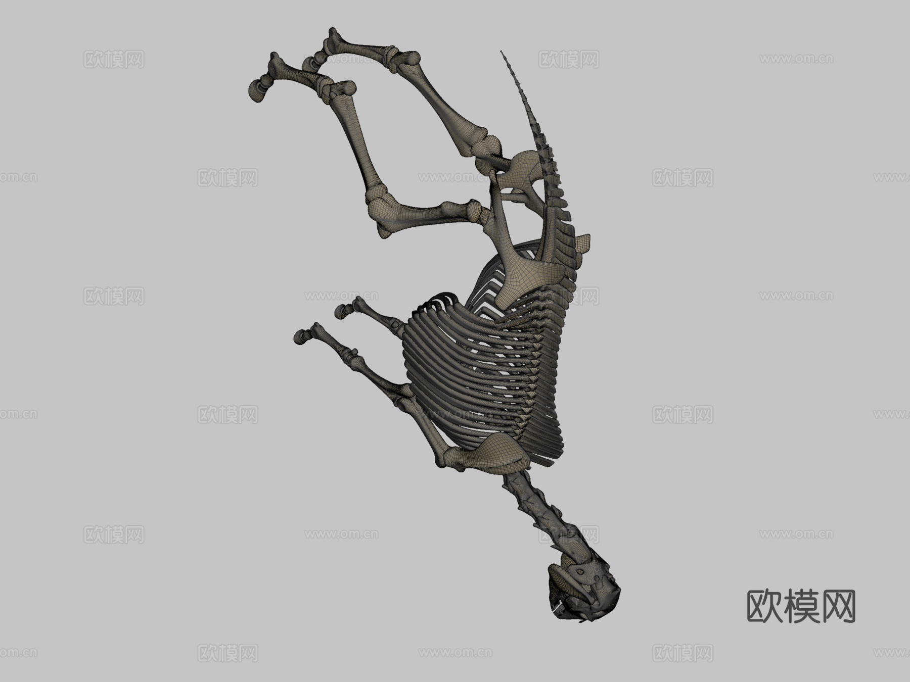 马骨架3d模型