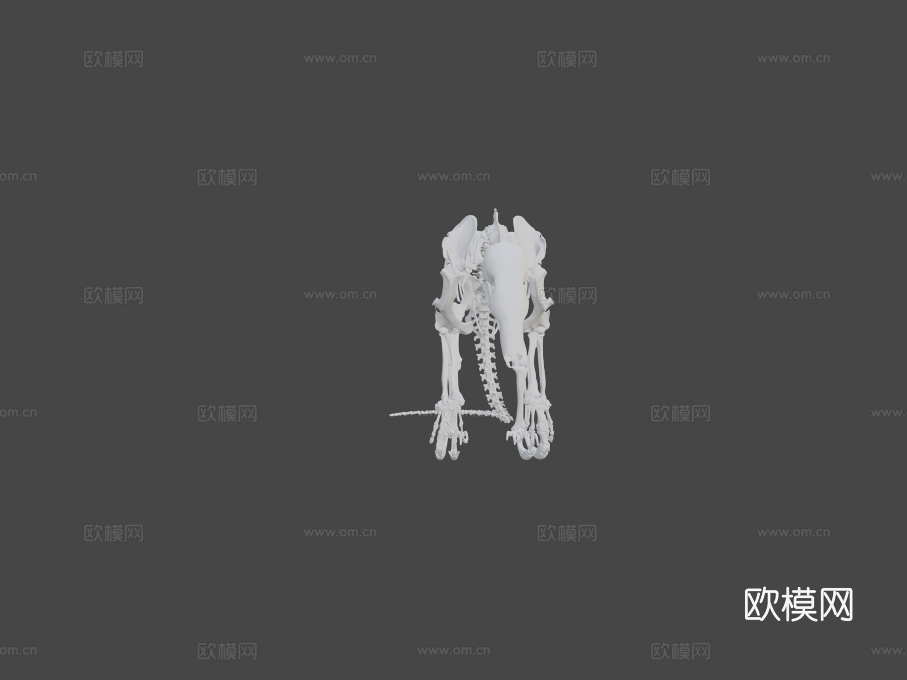 IMNH R-997食蚁兽3d模型