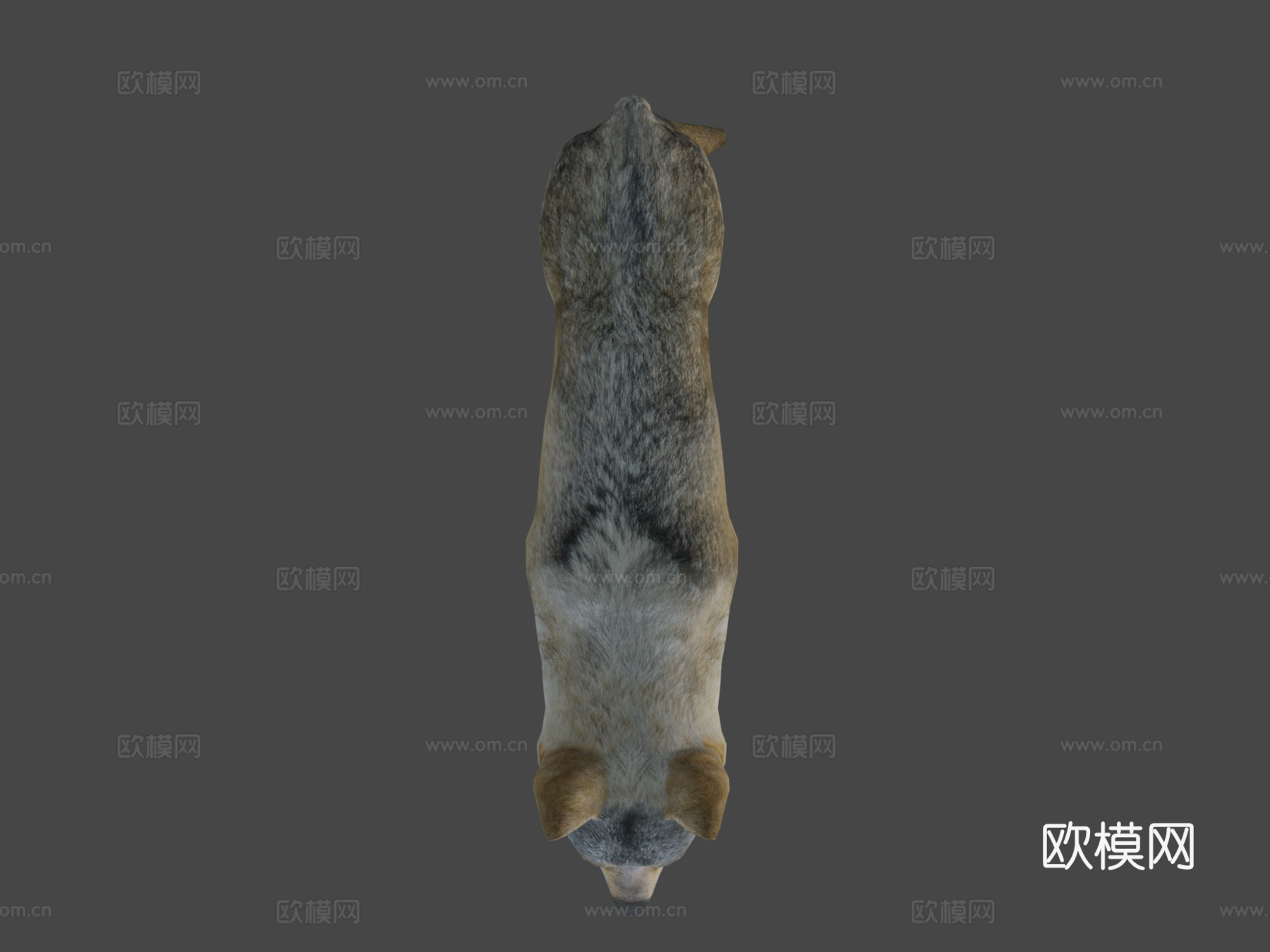 公狼3d模型