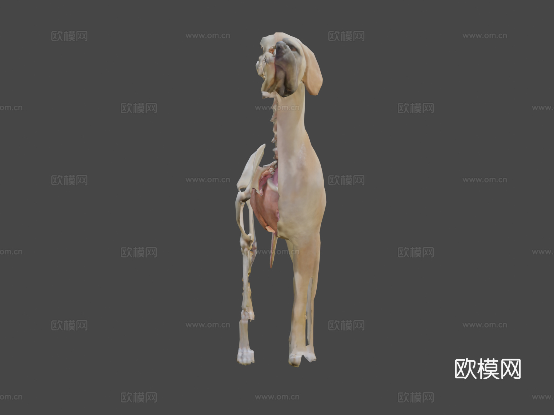 狗解剖13d模型3d模型