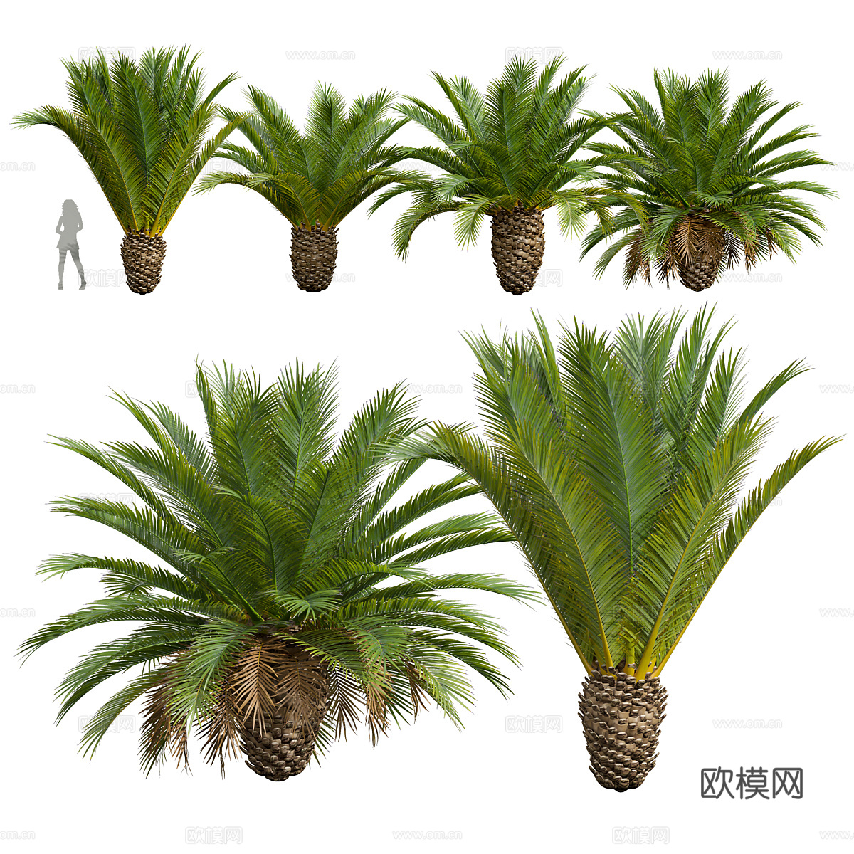 棕榈树3d模型