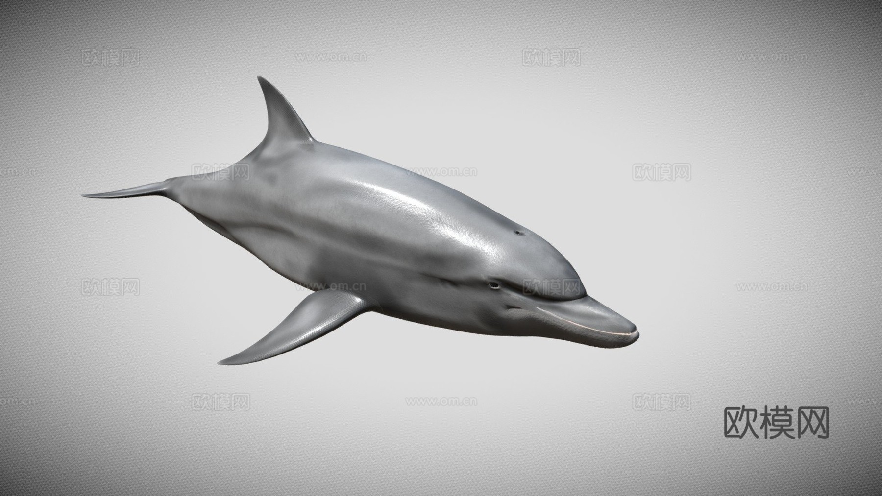 宽吻海豚3d模型