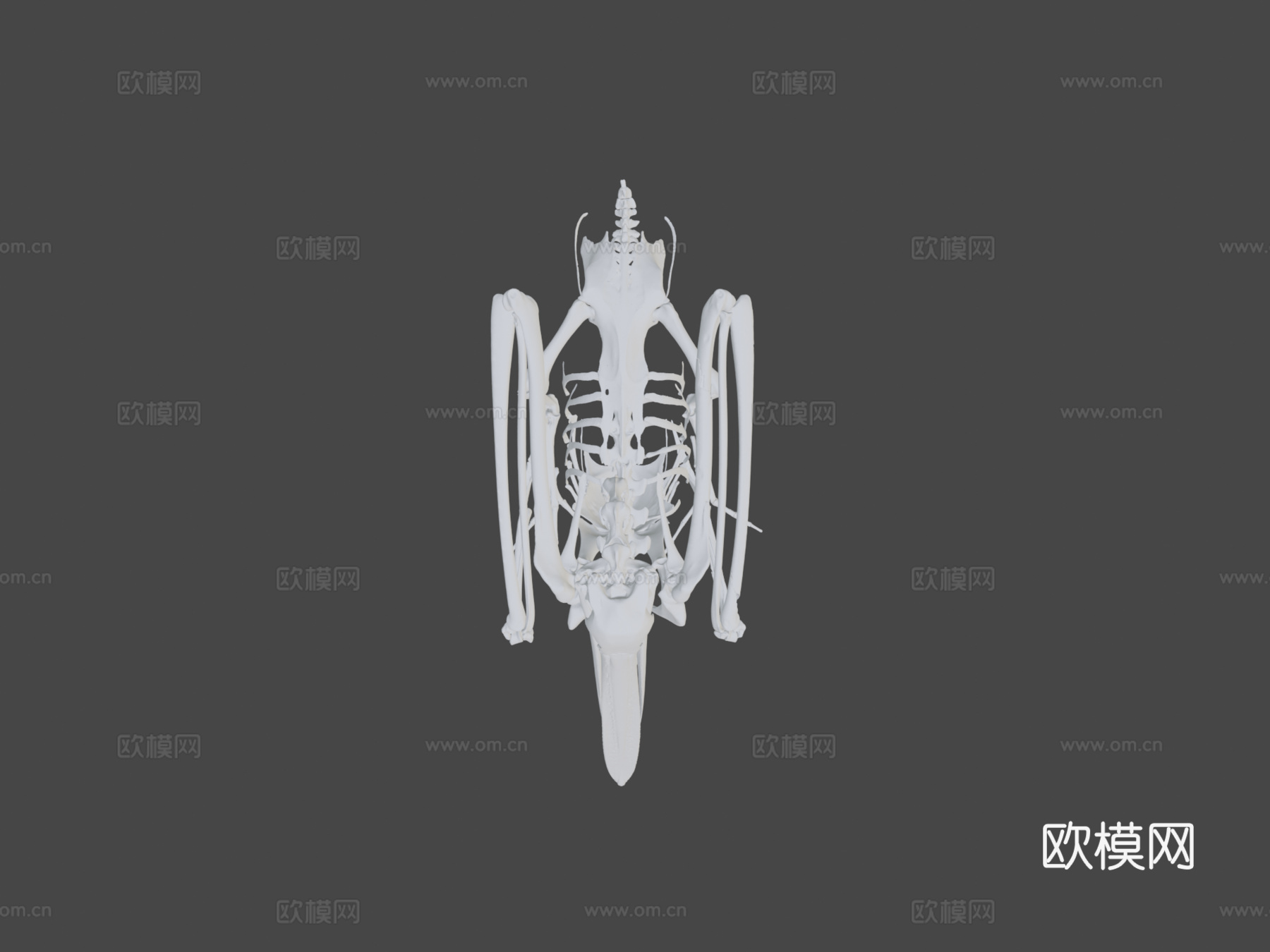 IMNH R-1901白鹈鹕3d模型