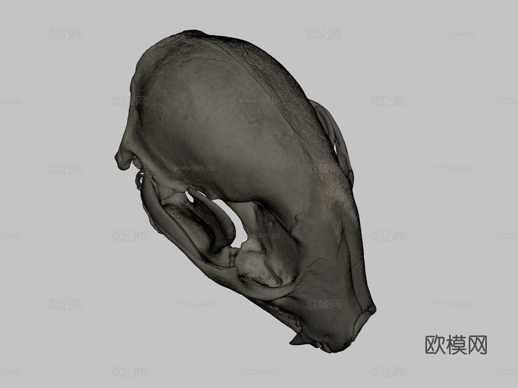 浣熊头骨3d模型