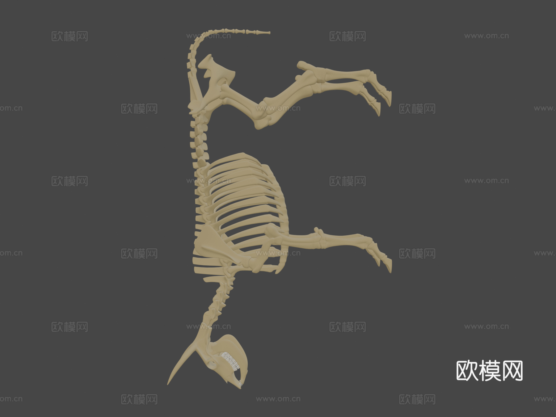 牛骨架3d模型