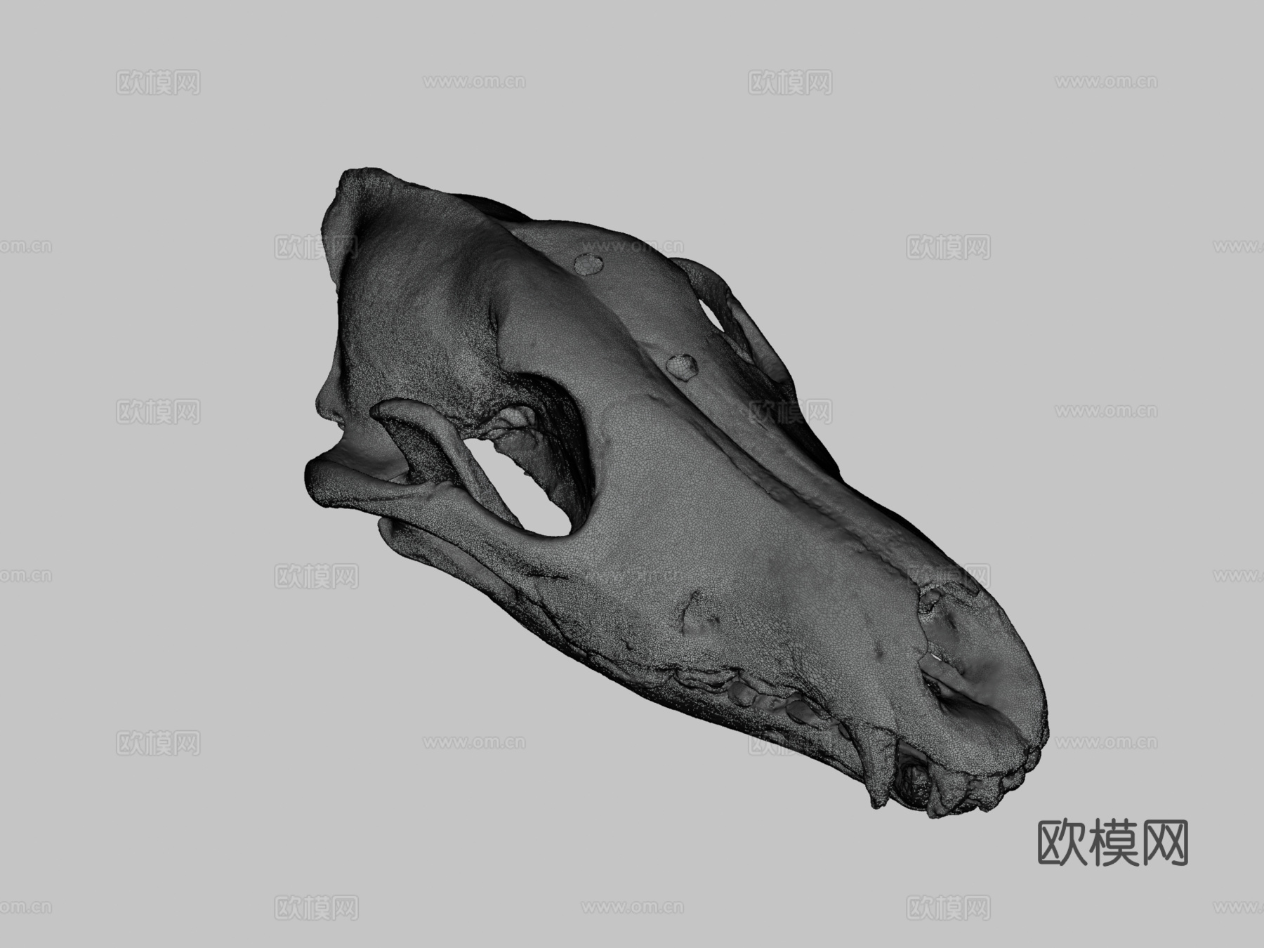 狼头骨3d模型