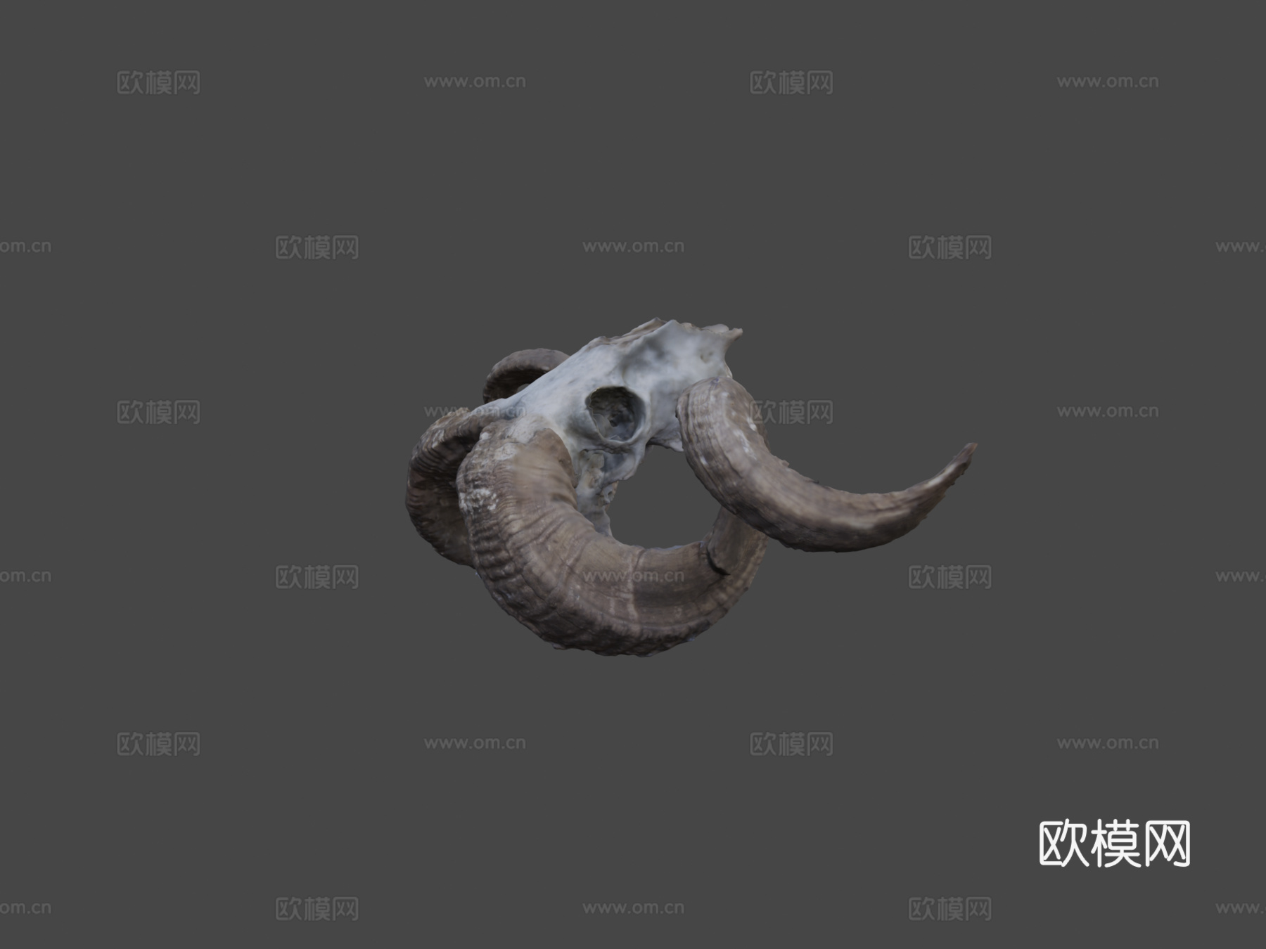 公羊头骨3d模型