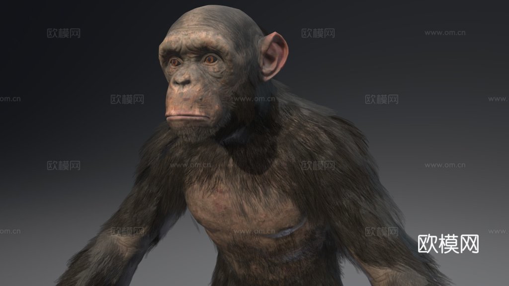 黑猩猩3d模型