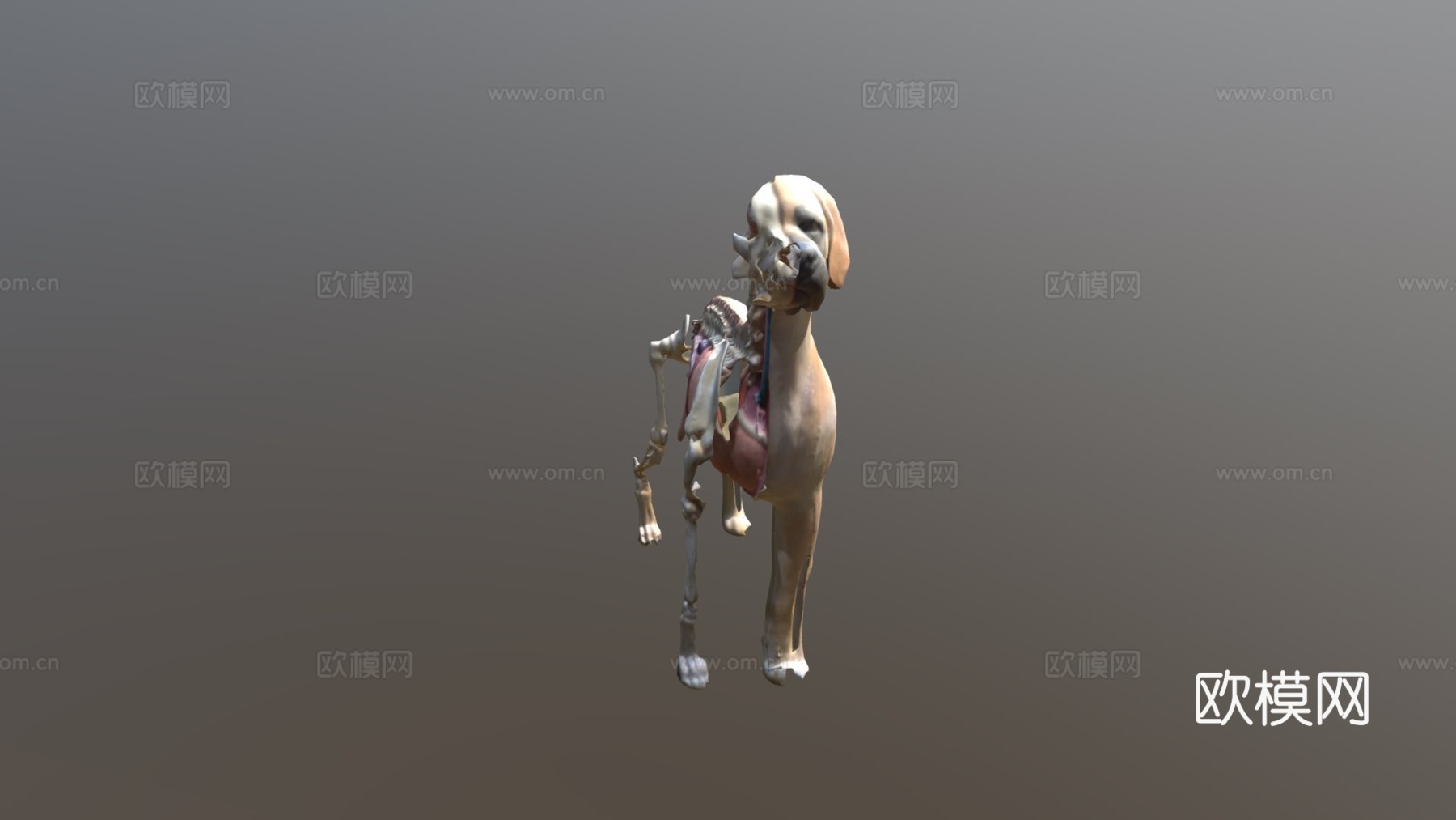 狗解剖13d模型3d模型