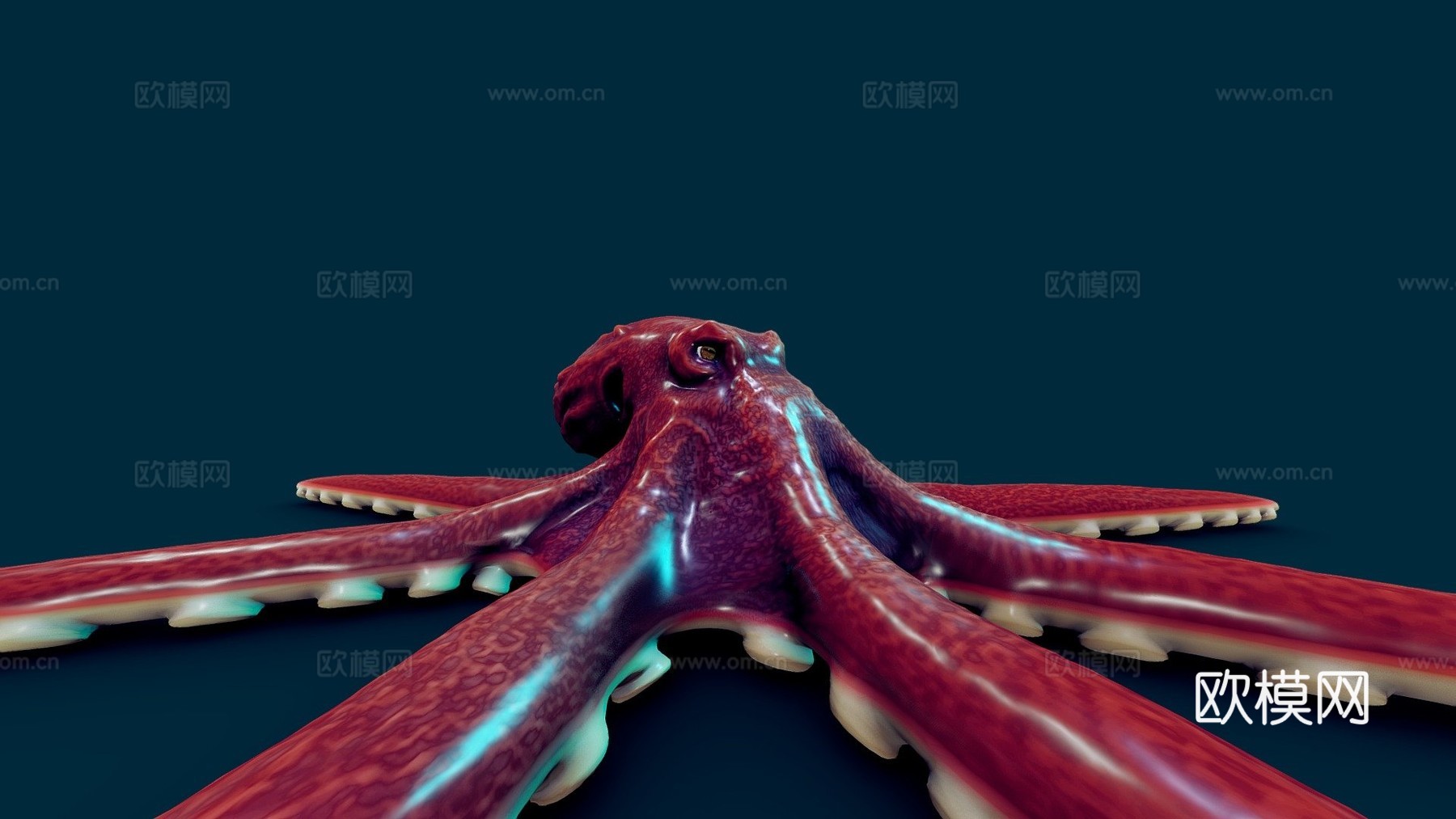 章鱼3d模型