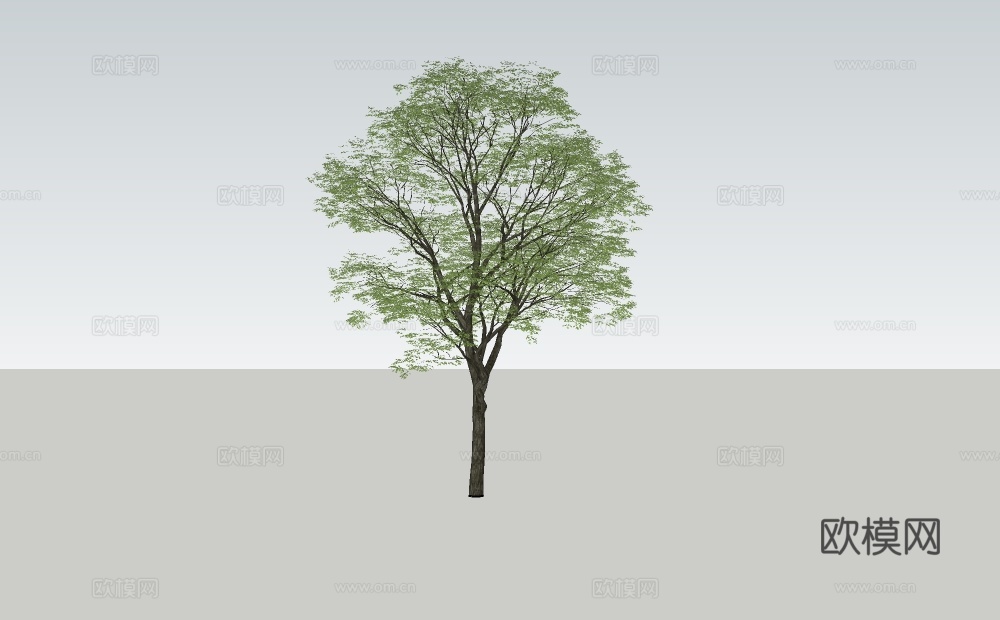 景观树，榉树 行道树su模型